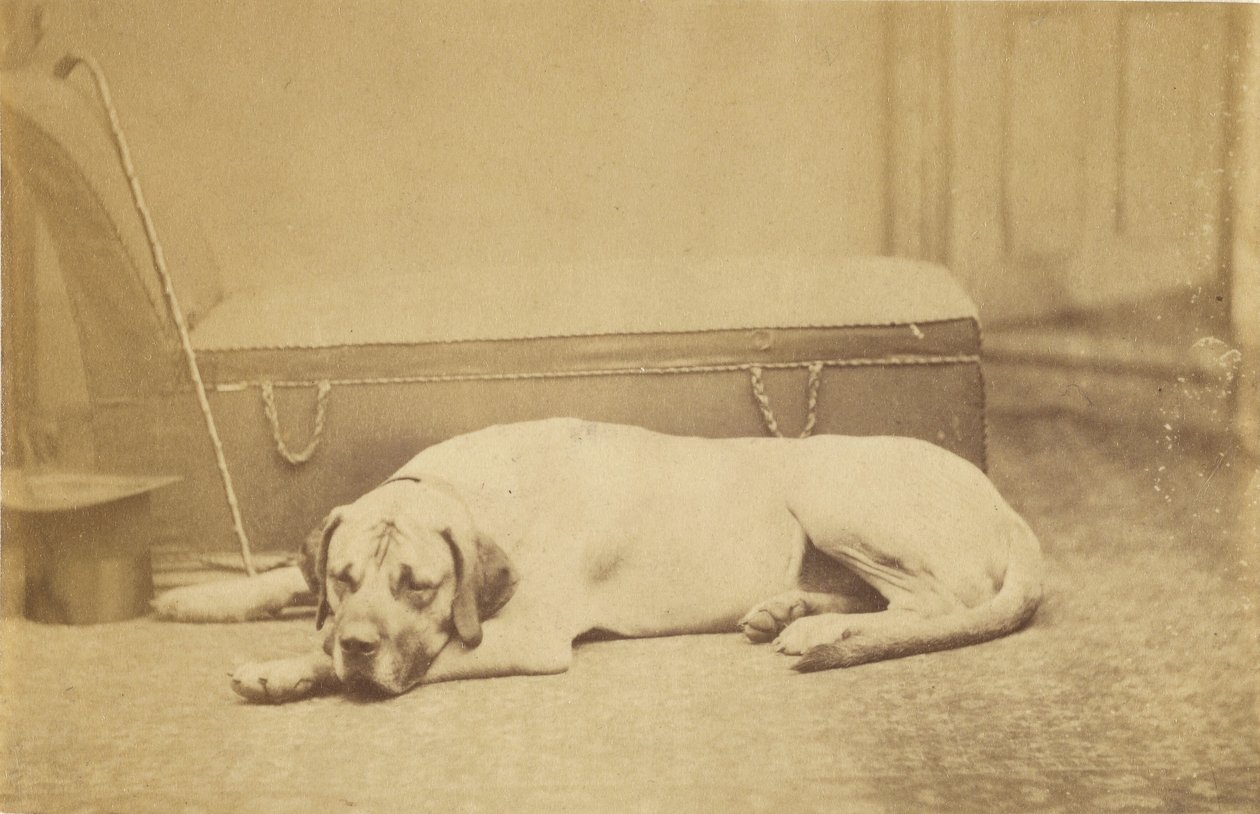 [Sleeping Dog] de Unknown artist