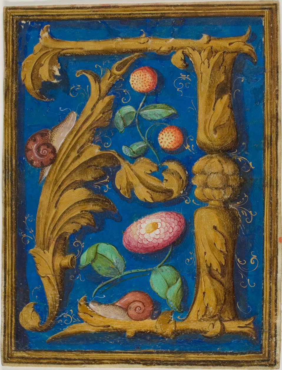 Caracoles, fresas y una flor en una inicial "A" decorada de un manuscrito de Unknown artist