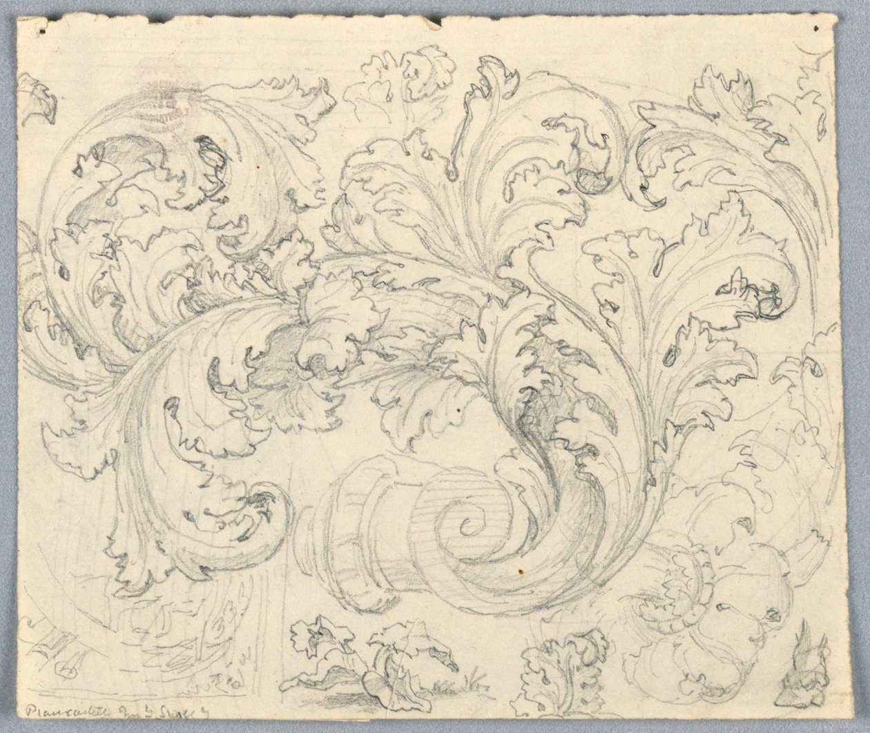 Estudio para ornamento de acanto rizado de Unknown artist