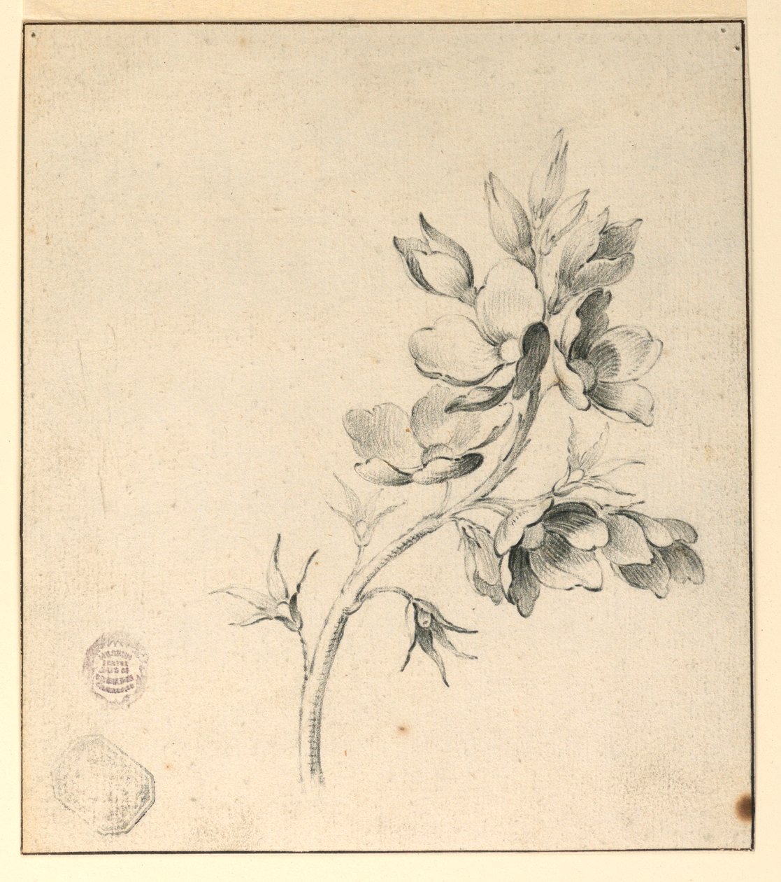 Estudio de una rama de rosas silvestres de Unknown artist