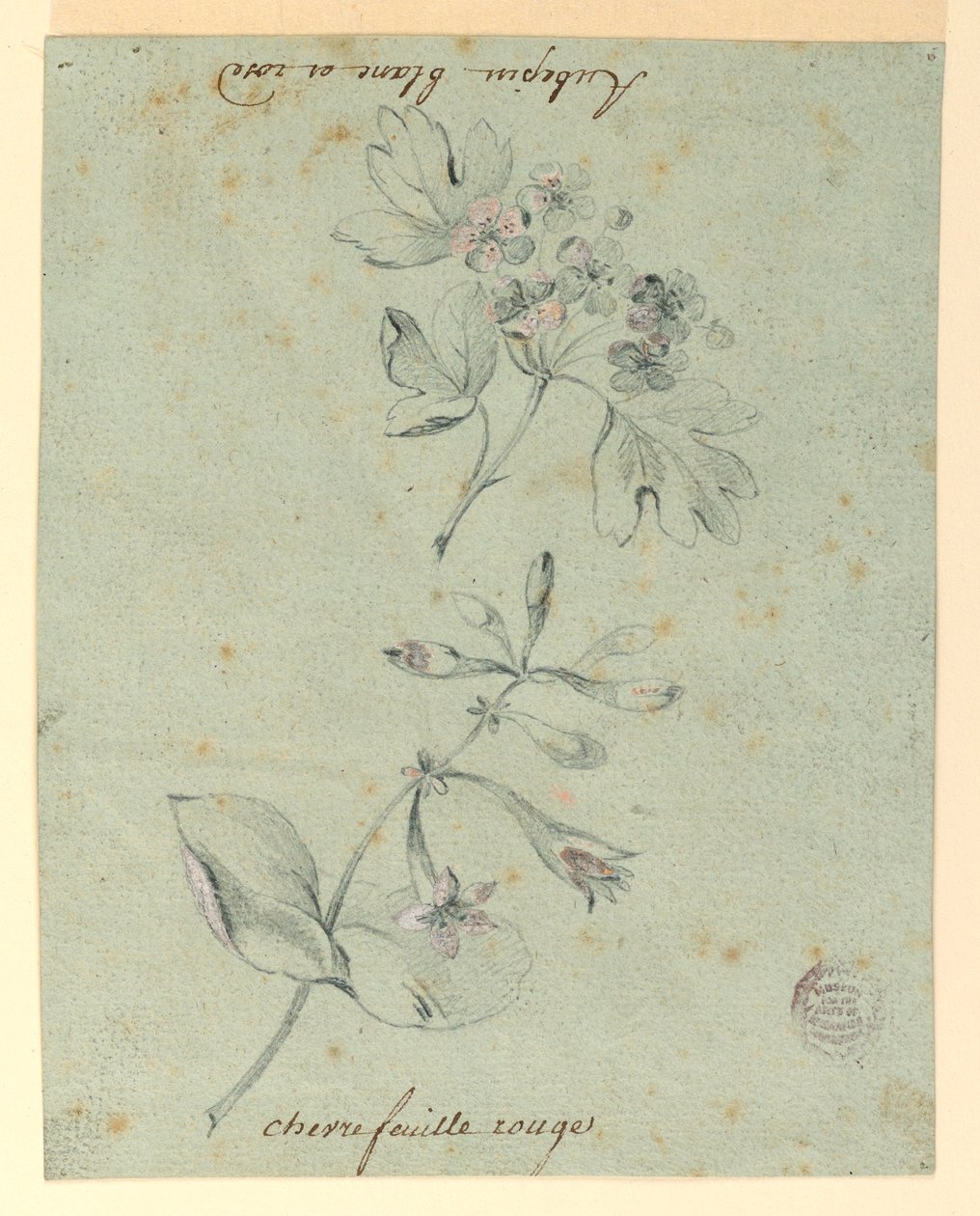 Estudio de una Rama de Espino y Madreselva de Unknown artist