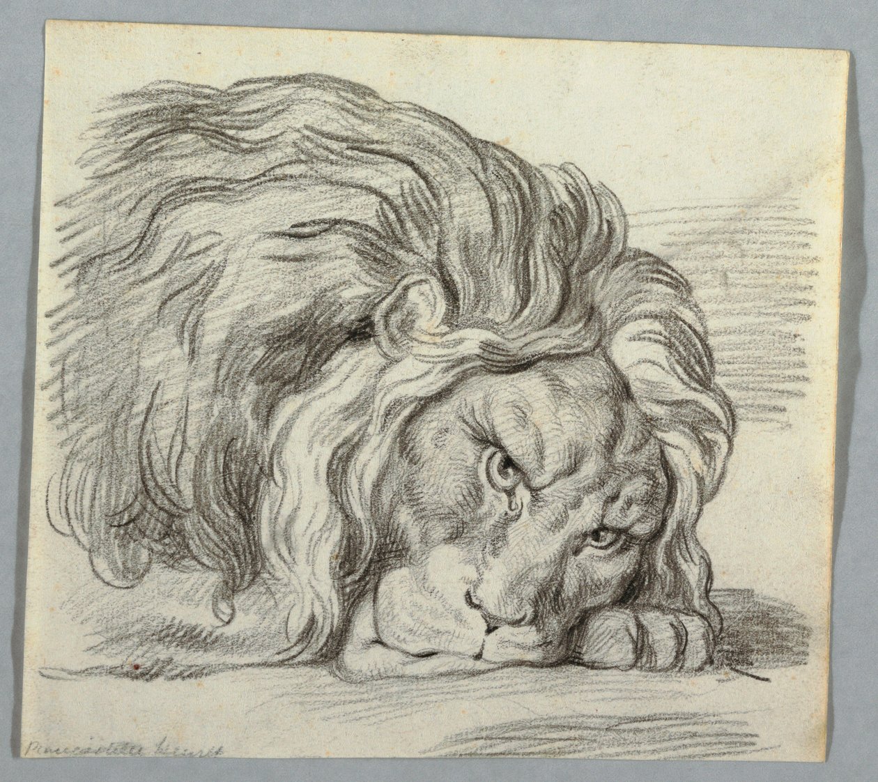 Estudio de un león de Unknown artist