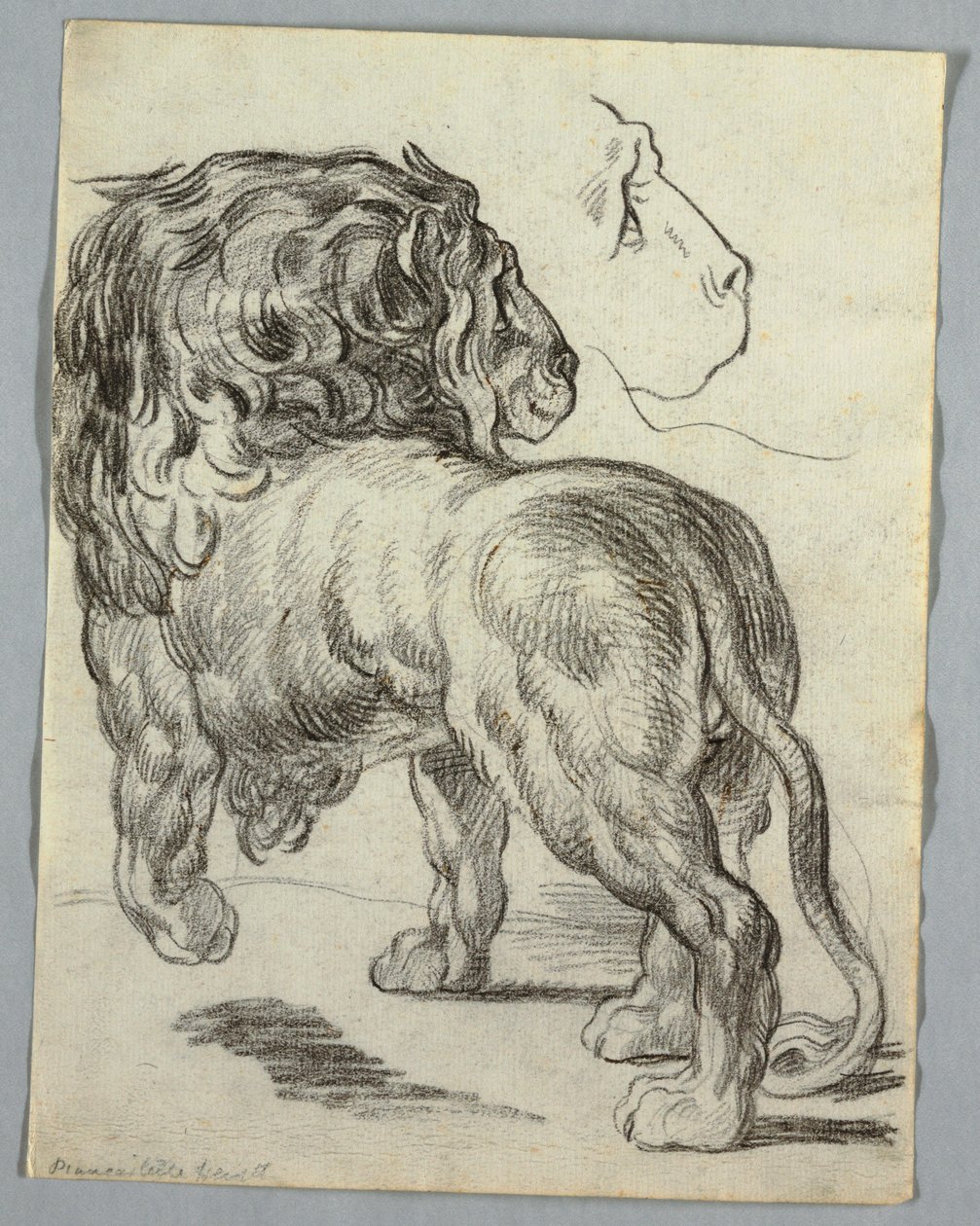Estudio de un león de Unknown artist