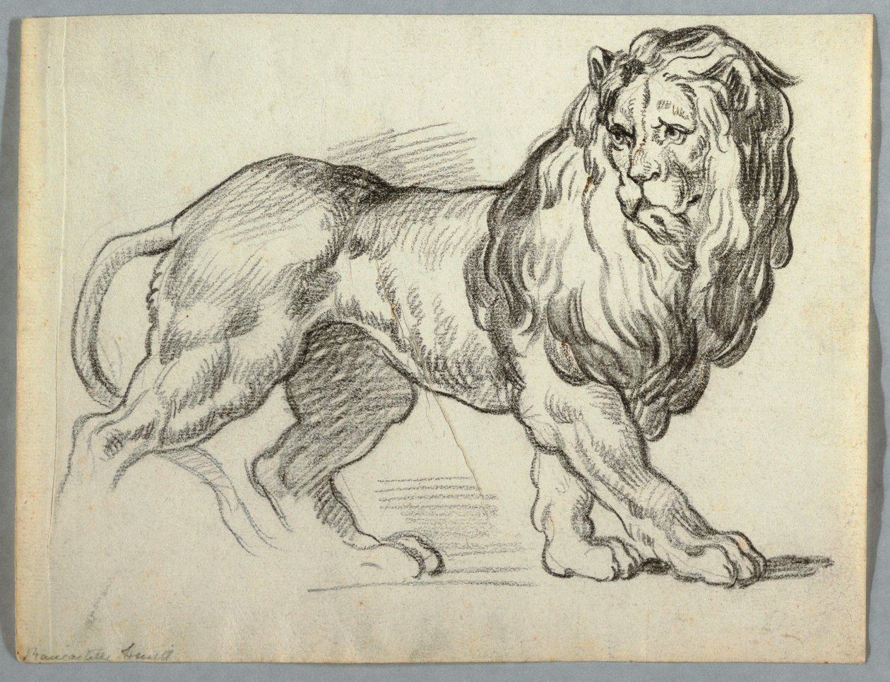 Estudio de un león de Unknown artist