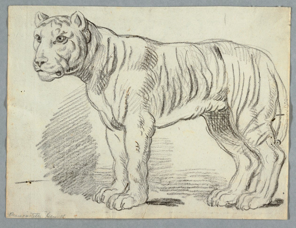 Estudio de un Tigre de Unknown artist