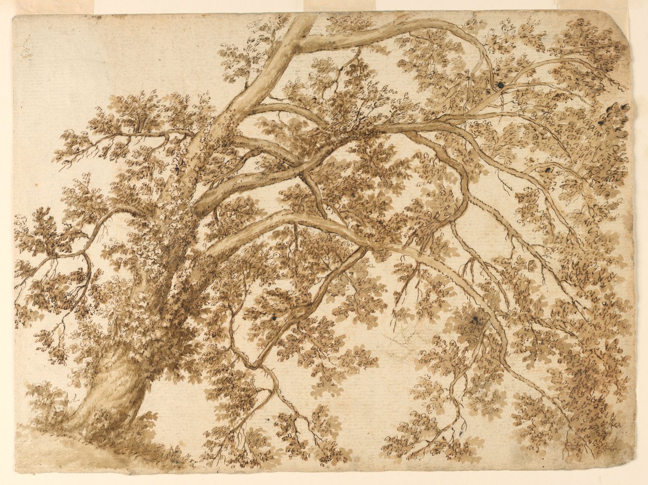 Estudio de un árbol de Unknown artist
