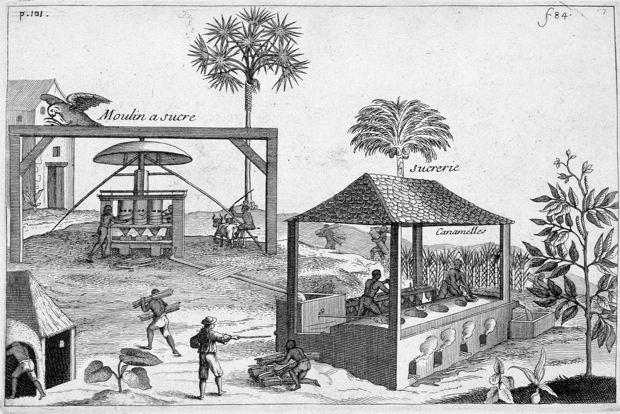 Fabricación de azúcar: Molino de azúcar y trapiche - en “Historia General de las Drogas, Simples y Compuestas” por Pomet de Unknown artist