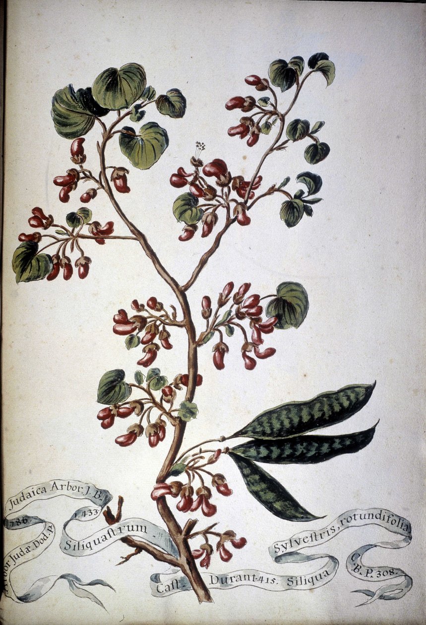 Sylvestris Rotundifolia. Herbario del siglo XIX. de Unknown artist