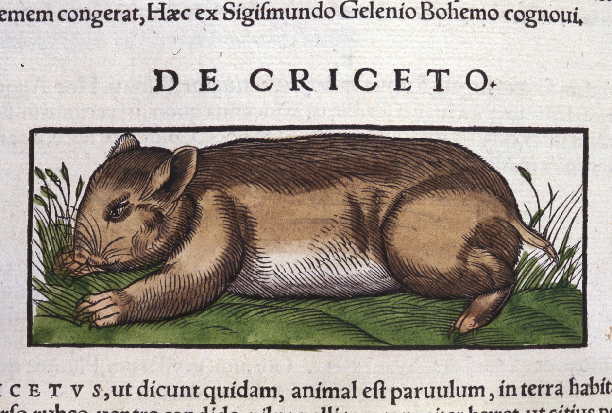 El hámster en Historia Animalium de Conrad Gesner (1516 - 1565), Tiguri de Unknown artist