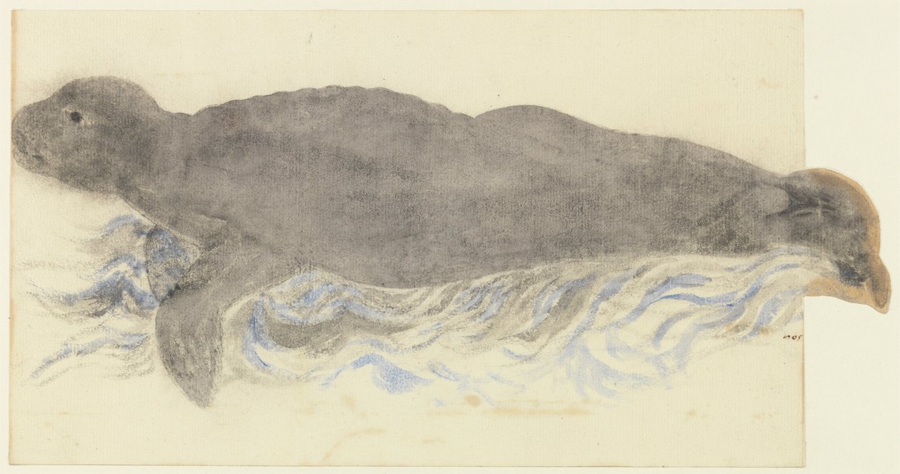 La foca monje-Monachus monachus de Unknown artist