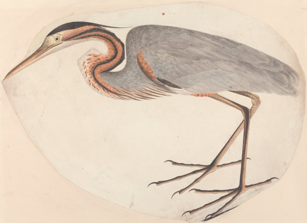 La garza imperial de Unknown artist