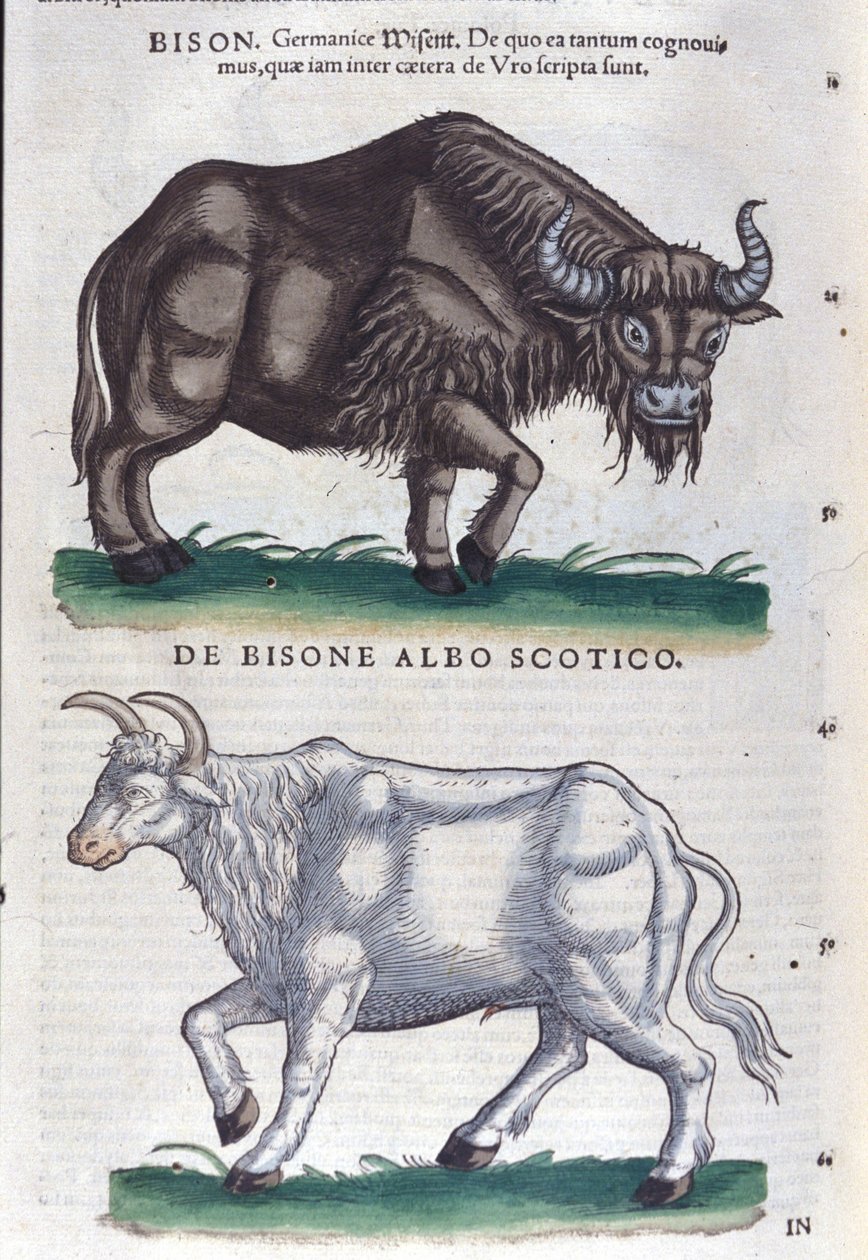 El bisonte y el bisonte blanco de Historiae animalium de Konrad Gesner, Tiguri de Unknown artist