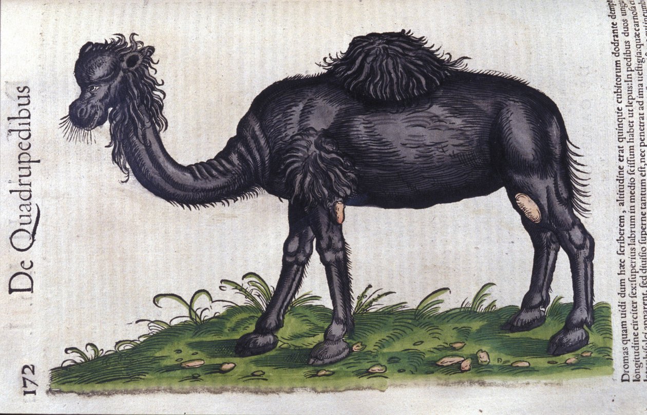 El camello de Historiae animalium por Konrad Gesner, Tiguri de Unknown artist