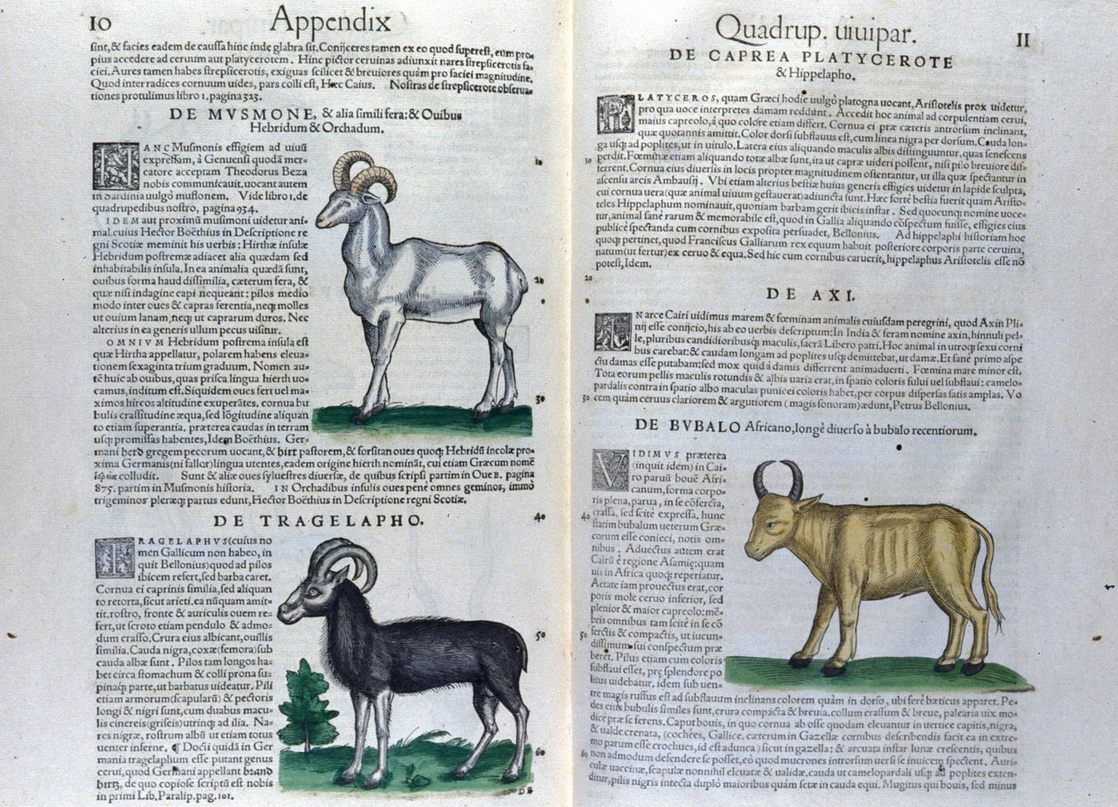 La doble página de los cuadrúpedos en Historia Animalium de Conrad Gesner (1516 - 1565), Tiguri de Unknown artist