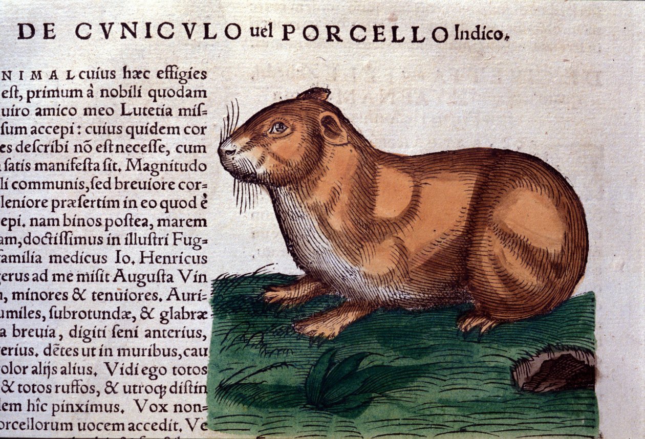 El conejillo de indias después de Historiae animalium de Konrad Gesner, Tiguri de Unknown artist
