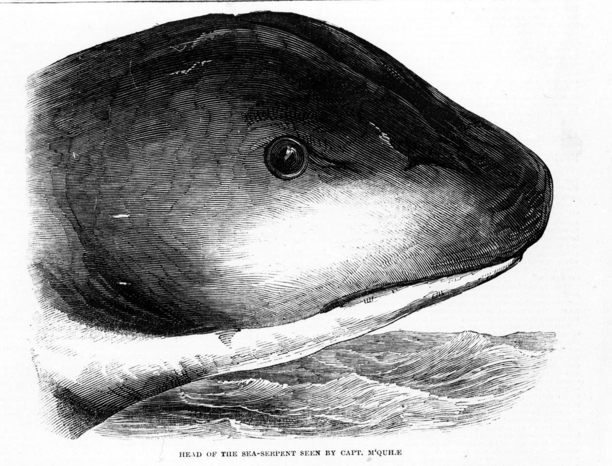 La cabeza de la serpiente marina gigante fue avistada por la tripulación del HMS Daedalus en 1848. Era grabado. de Unknown artist