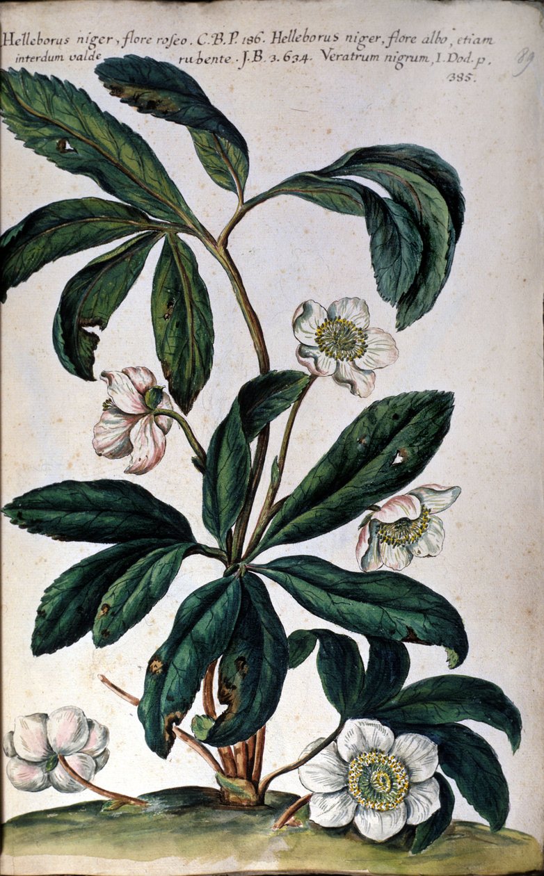 El eléboro o eléboro negro, también llamado rosa de Navidad de Unknown artist
