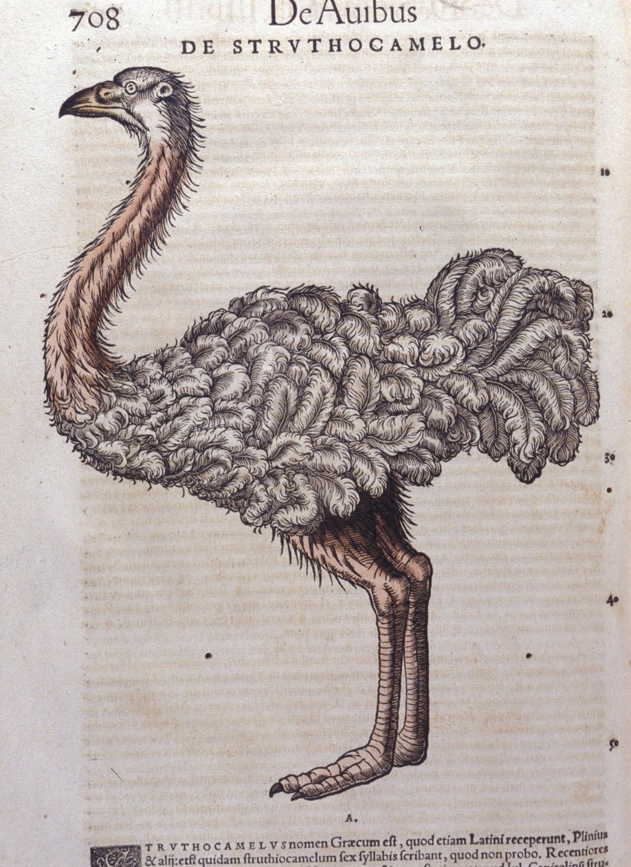 El avestruz - de Historiae animalium de Konrad Gesner, Tiguri de Unknown artist