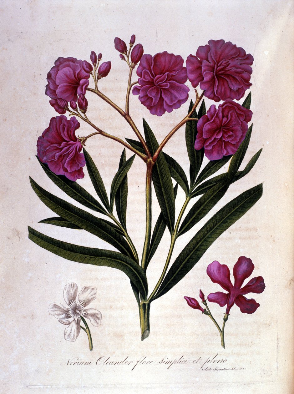 El laurel rosa (adelfa) de Unknown artist
