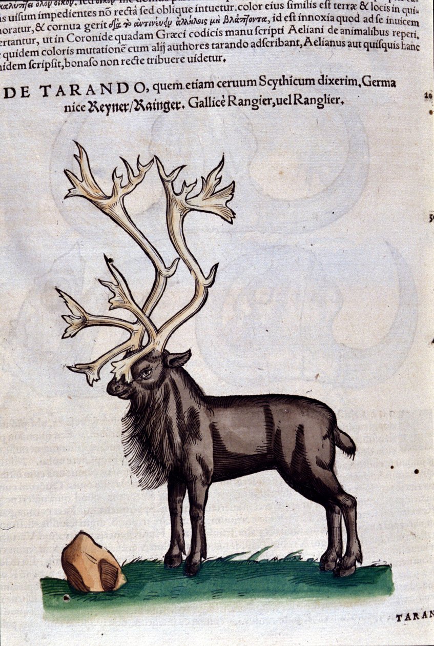 El reno después de Historiae animalium por Konrad Gesner, Tiguri de Unknown artist