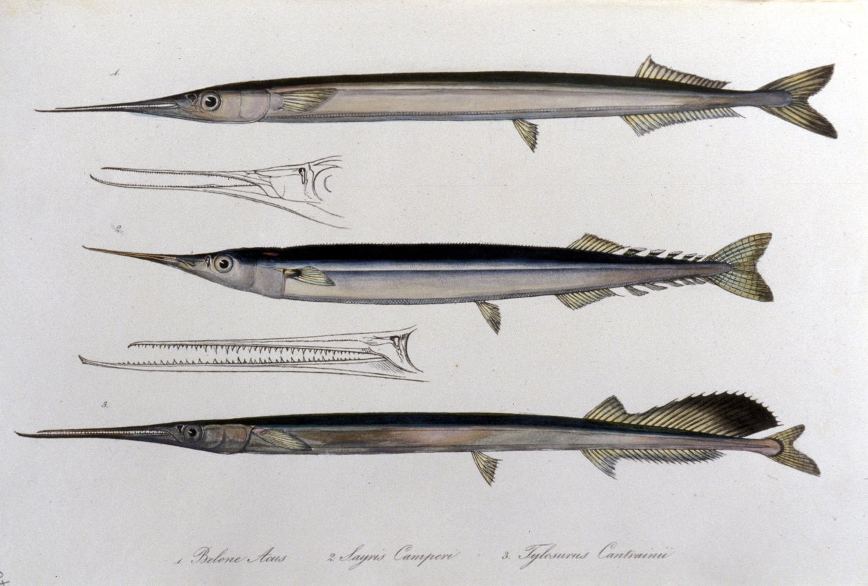 La aguja de mar. Tabla de historia natural. Siglo XIX de Unknown artist