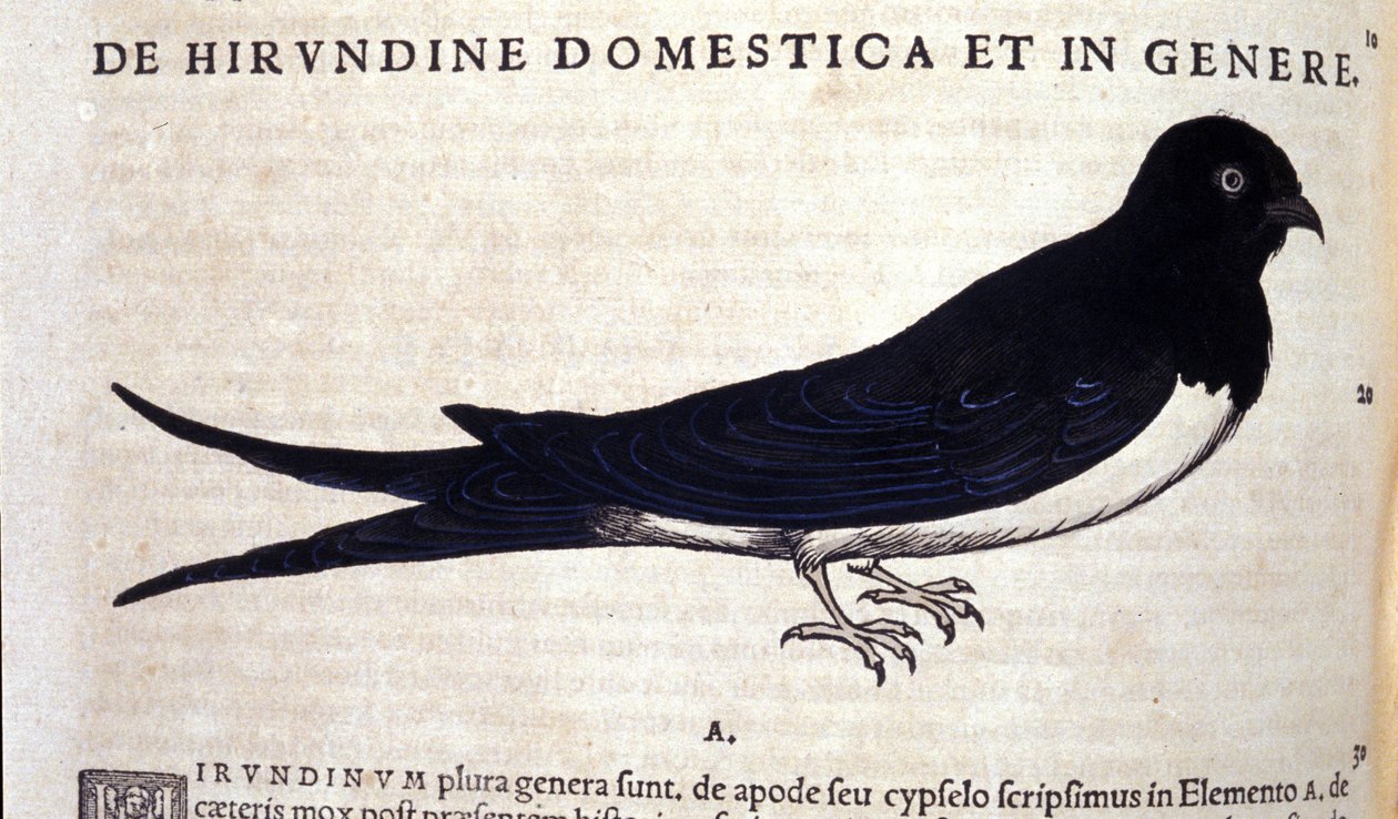 La golondrina después de Historiae animalium de Konrad Gesner, Tiguri de Unknown artist