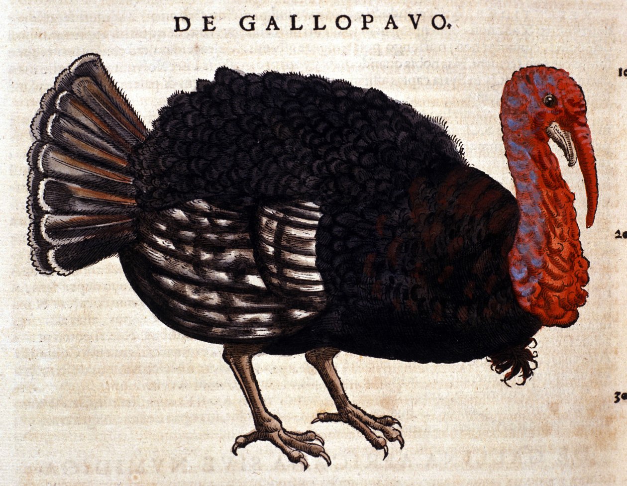 El pavo de la Historia Animalium de Conrad Gesner, Tiguri 1560. Biblioteca nazionale Braidense. Milán de Unknown artist