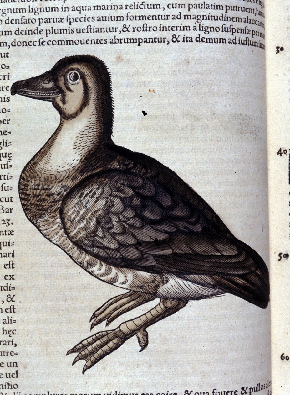 El ganso salvaje después de Historiae animalium de Konrad Gesner, Tiguri de Unknown artist