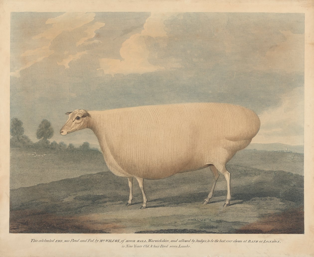 Esta famosa oveja fue criada y alimentada por el Sr. Wilcox. de Unknown artist