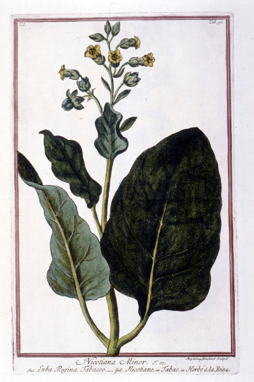 Planta de tabaco (Nicotiana Minor). Tabla botánica de un herbario del siglo XVIII. de Unknown artist