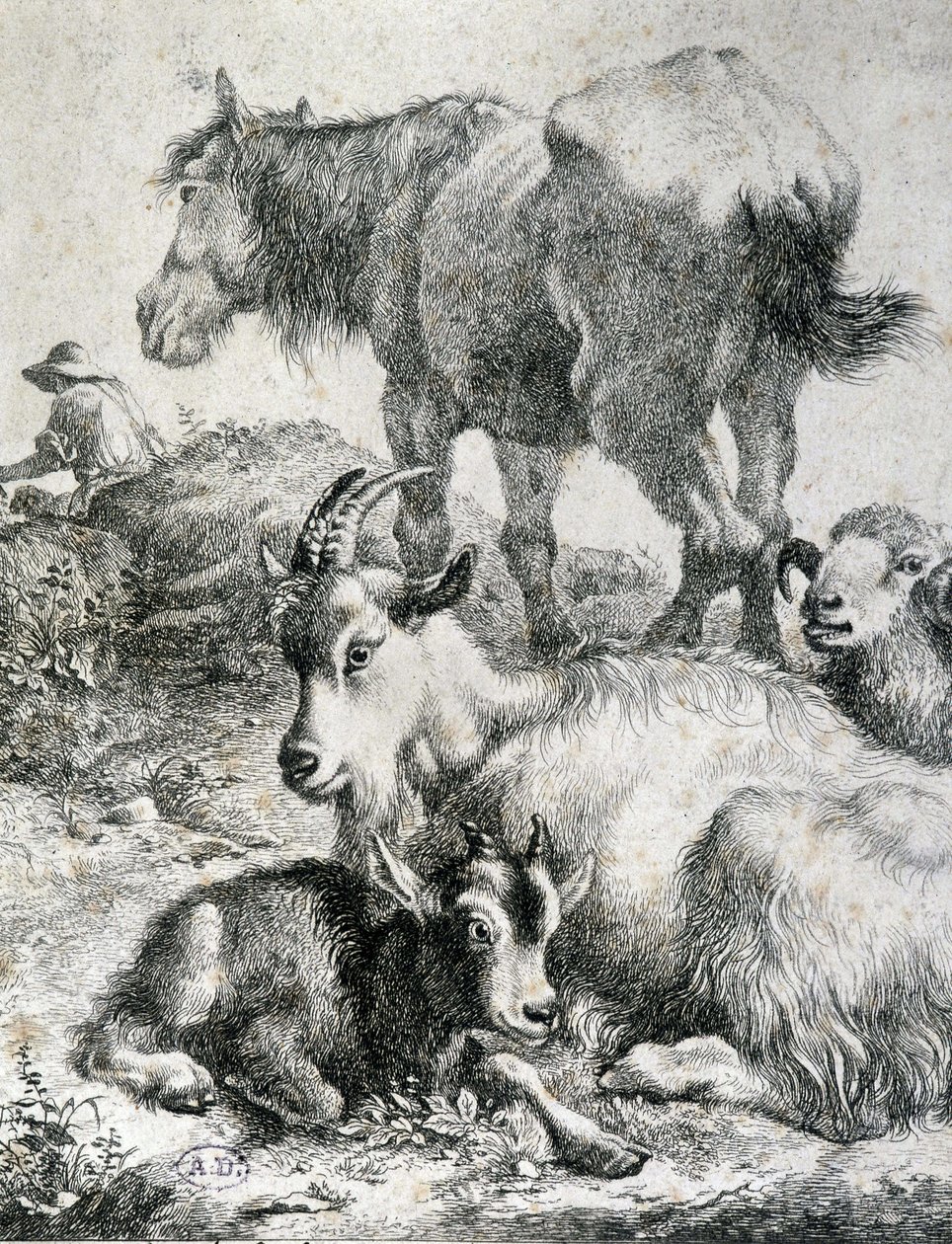 Caballo de tiro, cabra, cabra y carnero - grabado de Unknown artist