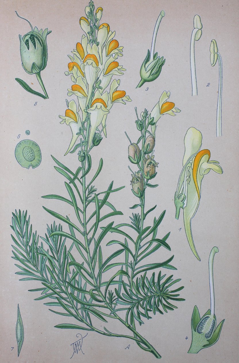 Lenteja de sapo verdadera (Linaria), especies vegetales del género, Lenteja de sapo común, Lenteja de sapo común de Unknown artist