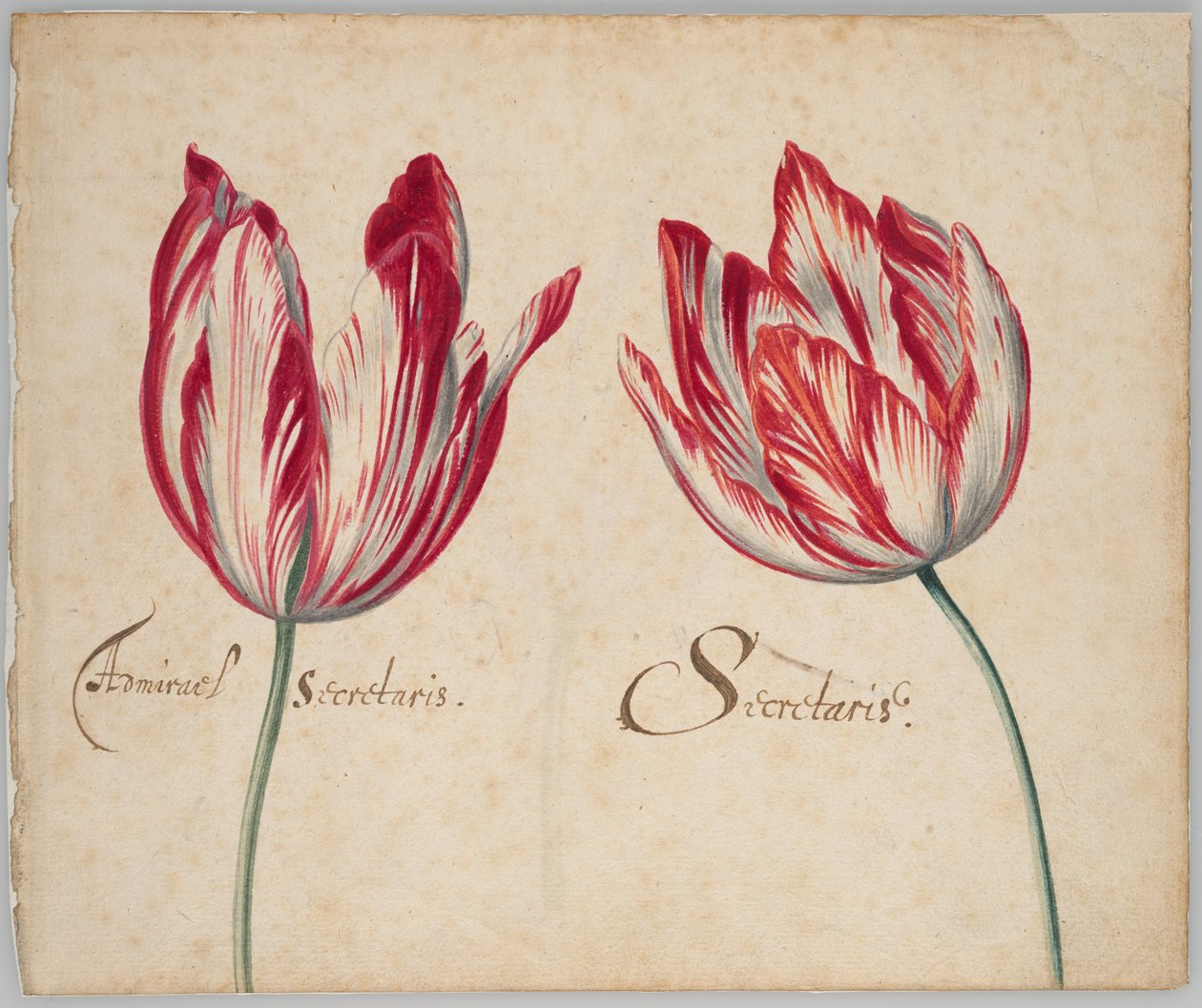 Dos tulipanes (anverso); un tulipán (reverso) de Unknown artist
