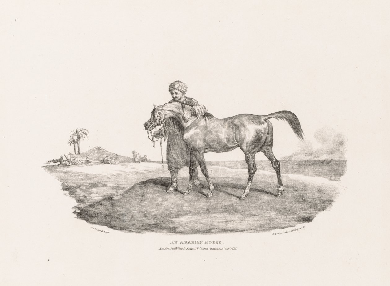 Various Subjects Drawn from Life and on Stone:  An Arabian Horse de Unknown artist