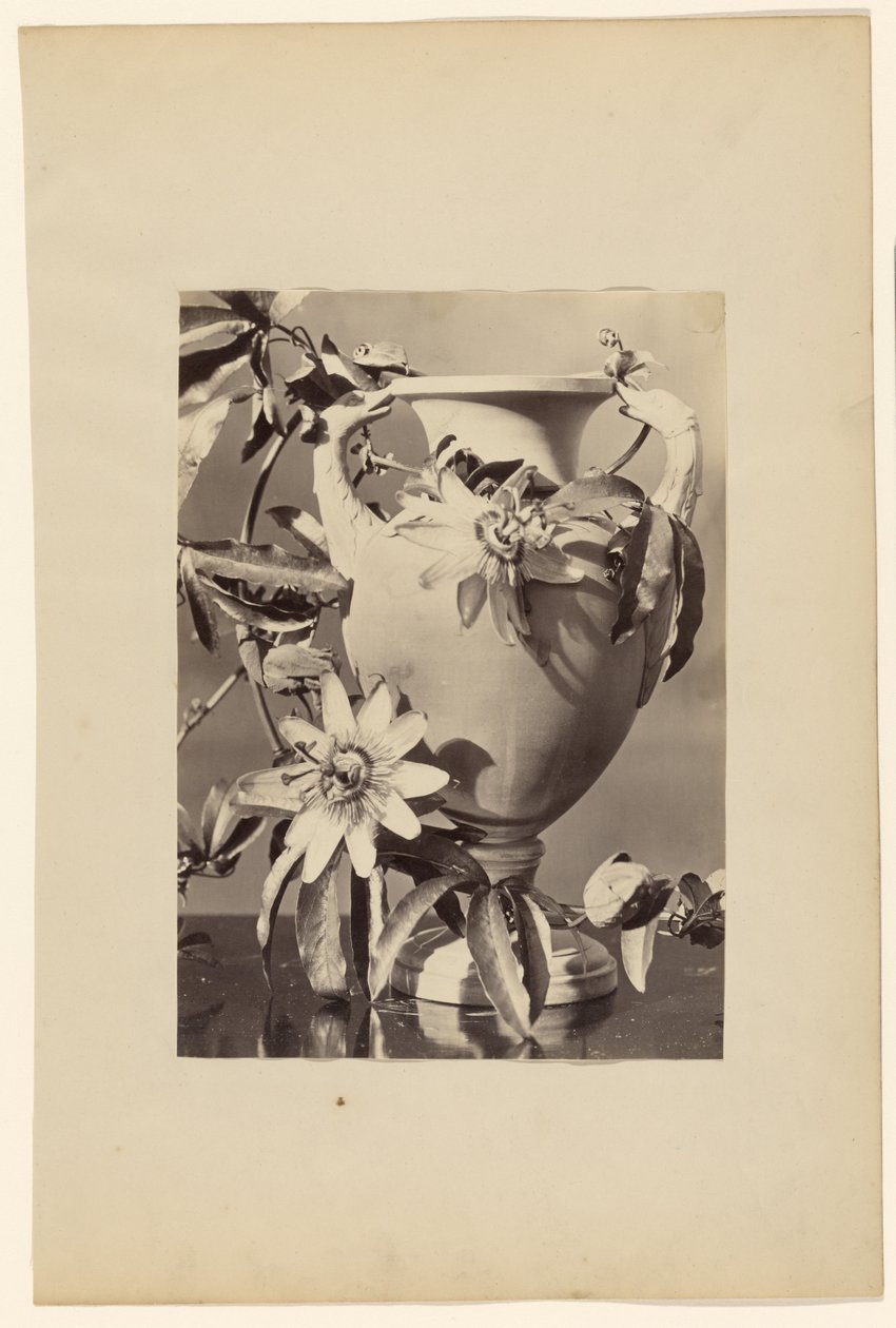 [Jarrón con flores de la pasión] de Unknown artist