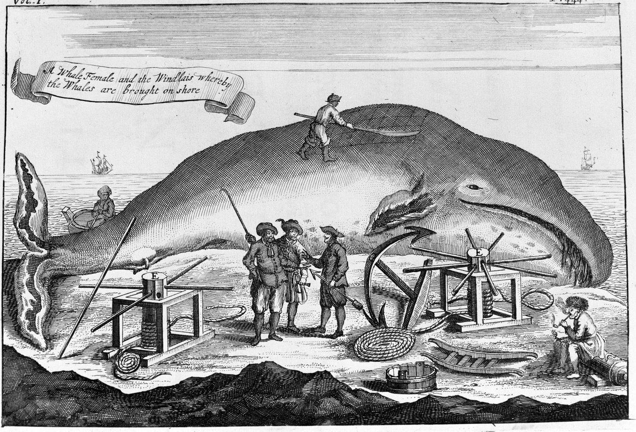 Caza de ballenas: en tierra, se limpia el cachalote. Grabado separado de un libro de principios del siglo XVIII de Unknown artist