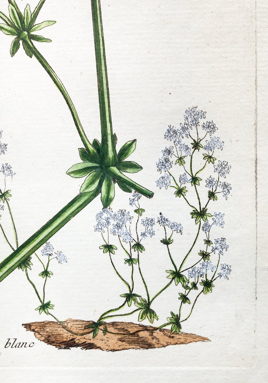 Codorniz blanca o paja blanda de Unknown artist