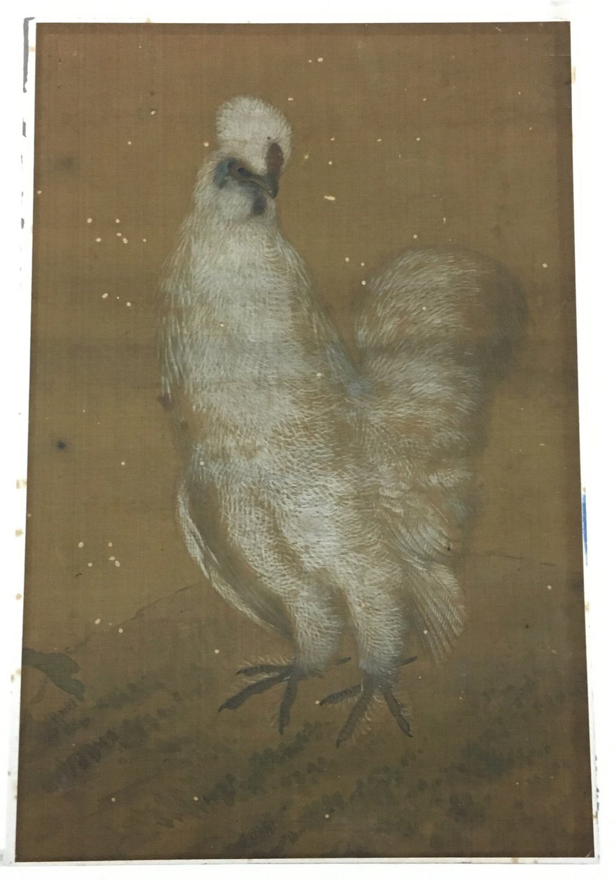 Gallo blanco de Unknown artist