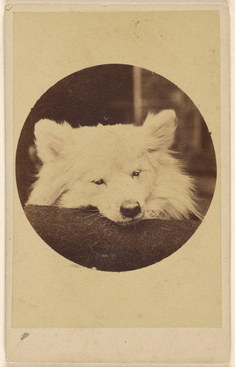 [Perro blanco con la barbilla sobre un cojín] de Unknown artist