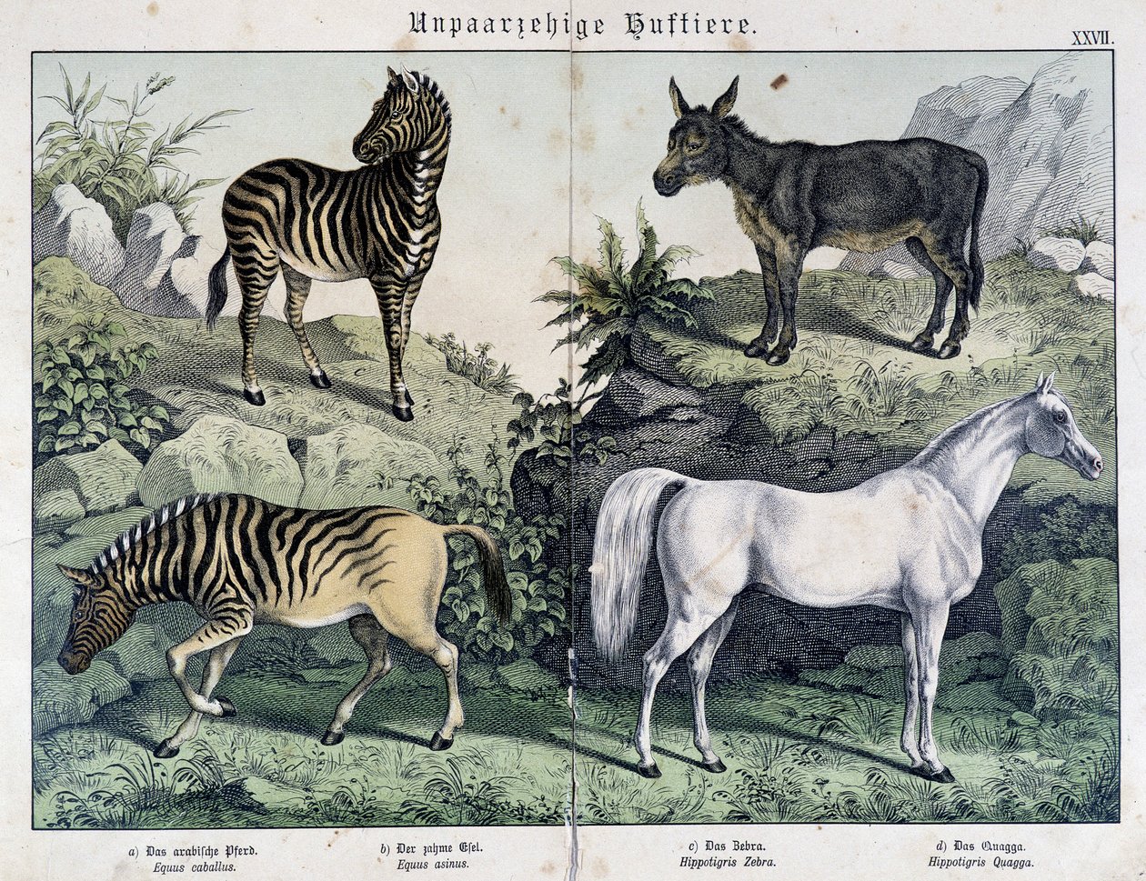 Cebras, burro y caballo - en "Histoires Naturelles des Mammals", ed. Schreiber de Unknown artist