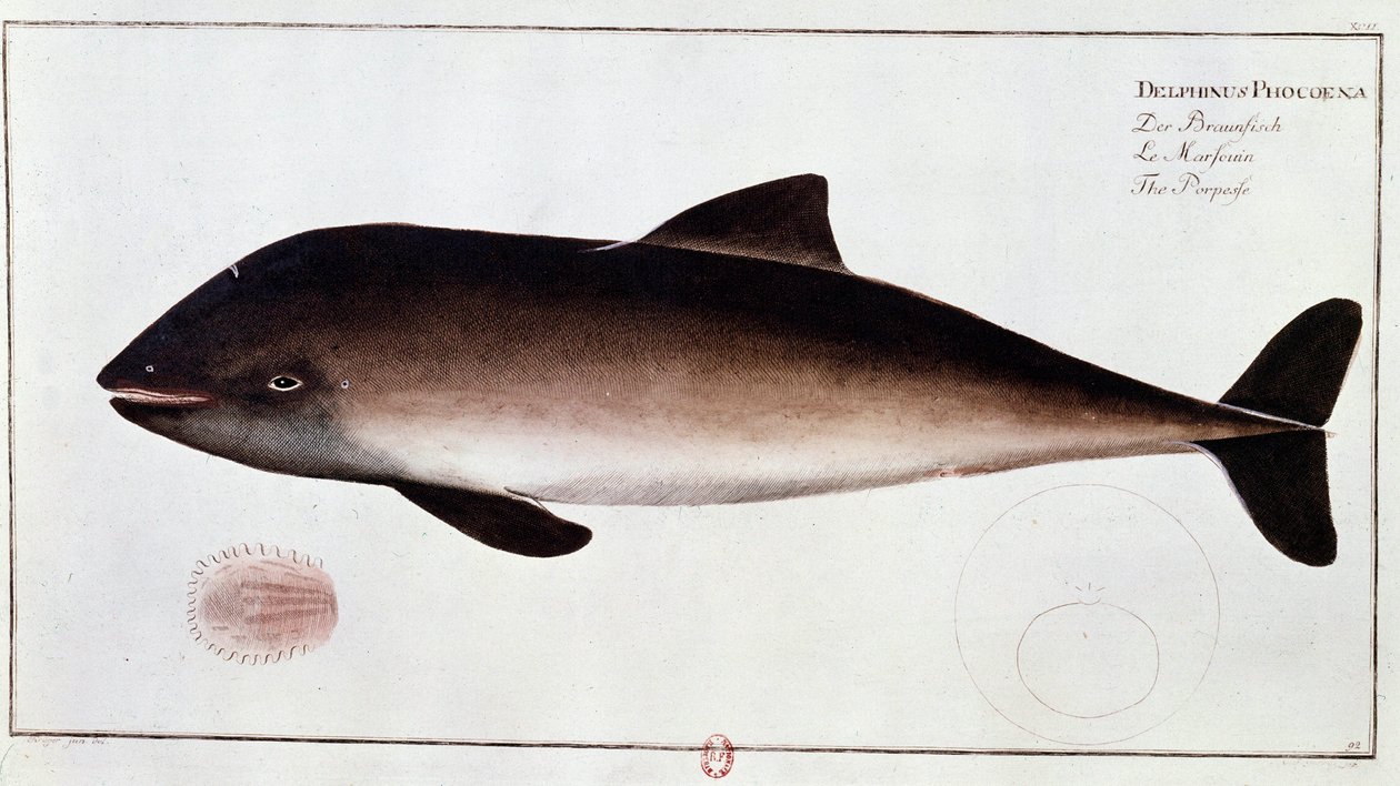 Zoología: tabla que representa un marsopa, mamífero acuático de Unknown artist