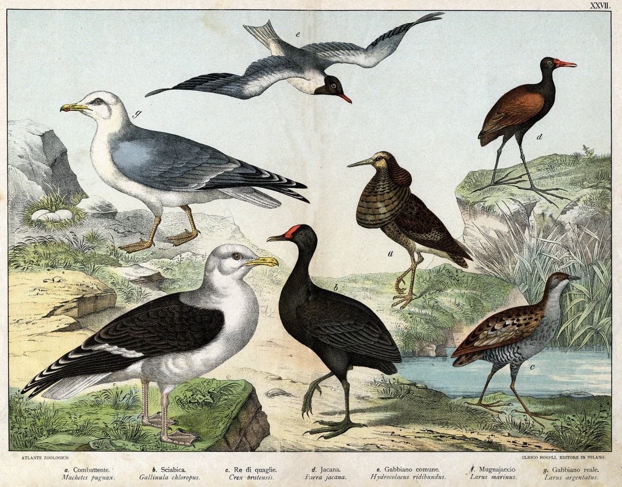 a: El luchador (Machetes pugnax), b: Gallina (Gallinula chloropus), c: Rale des genetes (Crex pratensis), d: Jacana (Parra Jacana), e: Gaviota de ojos negros (Hydrocolaeus ridibundus), f: Gaviota (Larus marinus), g: Gaviota argéntea (Larus argentus) - En " de Unknown artist