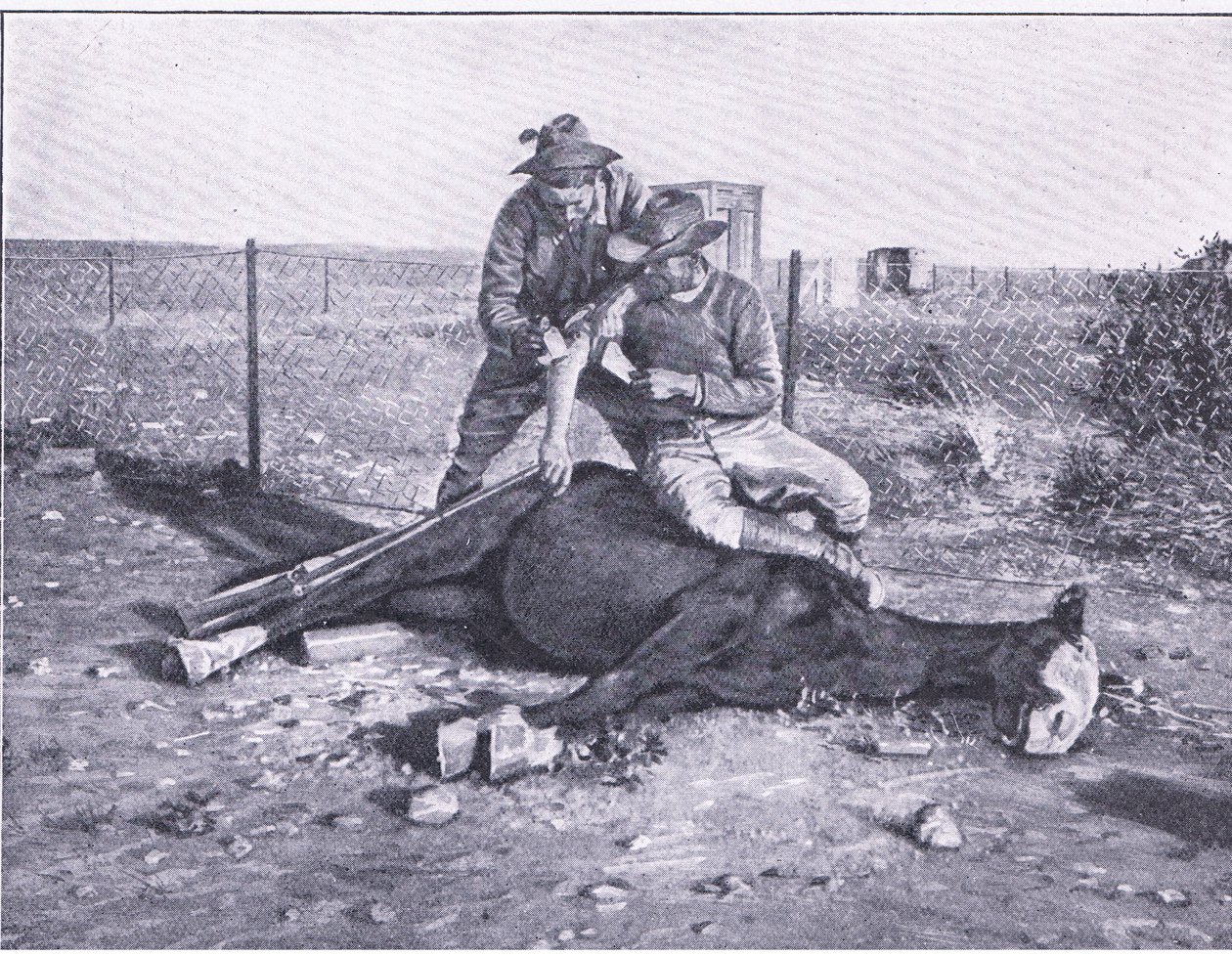 Una escapada estrecha. Un explorador herido que ha perdido su caballo, de Después de Pretoria: La Guerra de Guerrillas publicada por Harmsworth Bros Limited de Unknown photographer