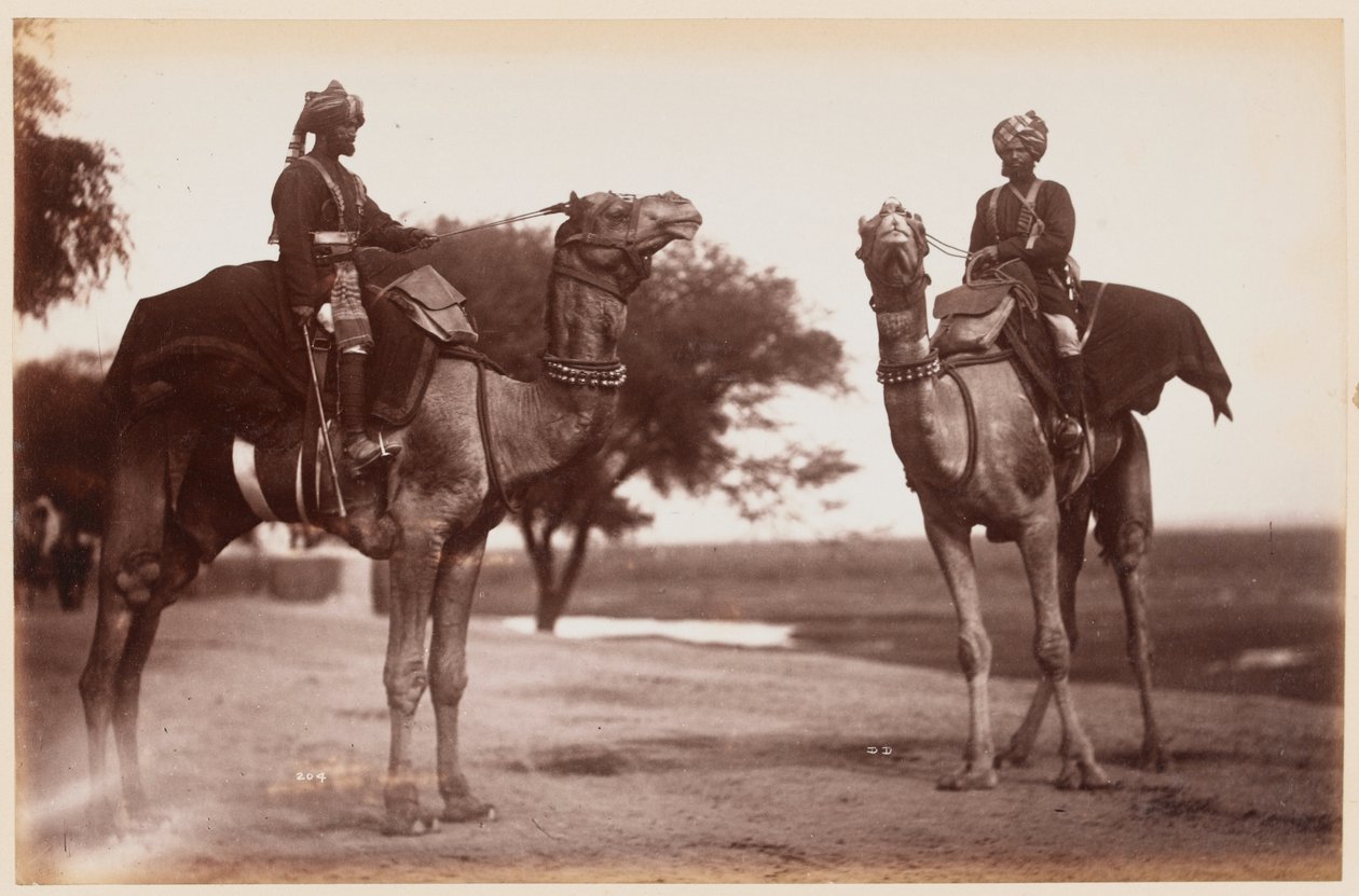 Camel Sowars en el Campamento de Ejercicios de Delhi de Unknown photographer