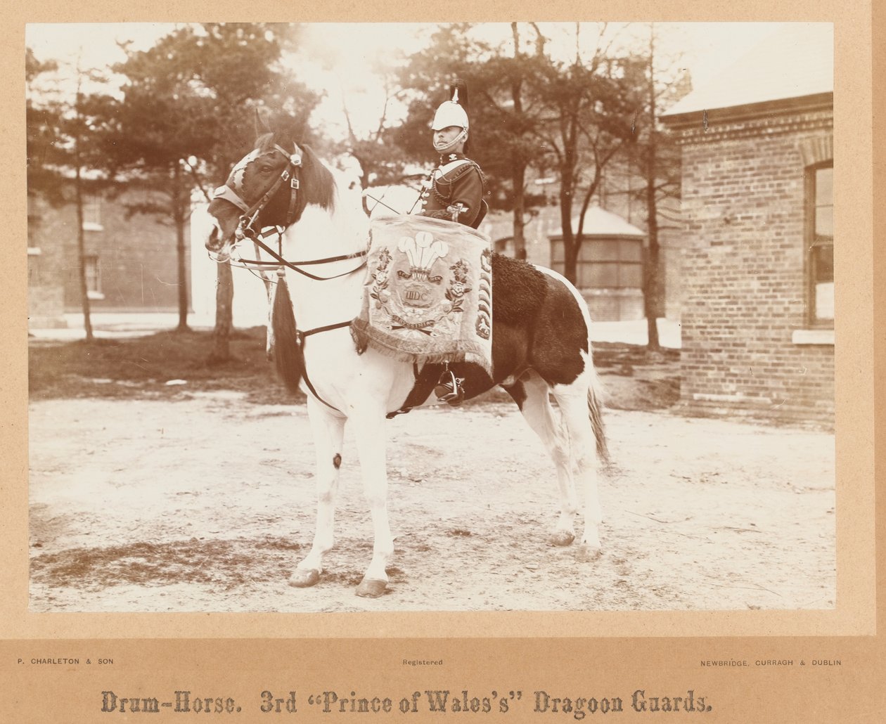 Caballo de tambor, 3er Dragones de la Guardia del Príncipe de Gales, 1895 circa de Unknown photographer