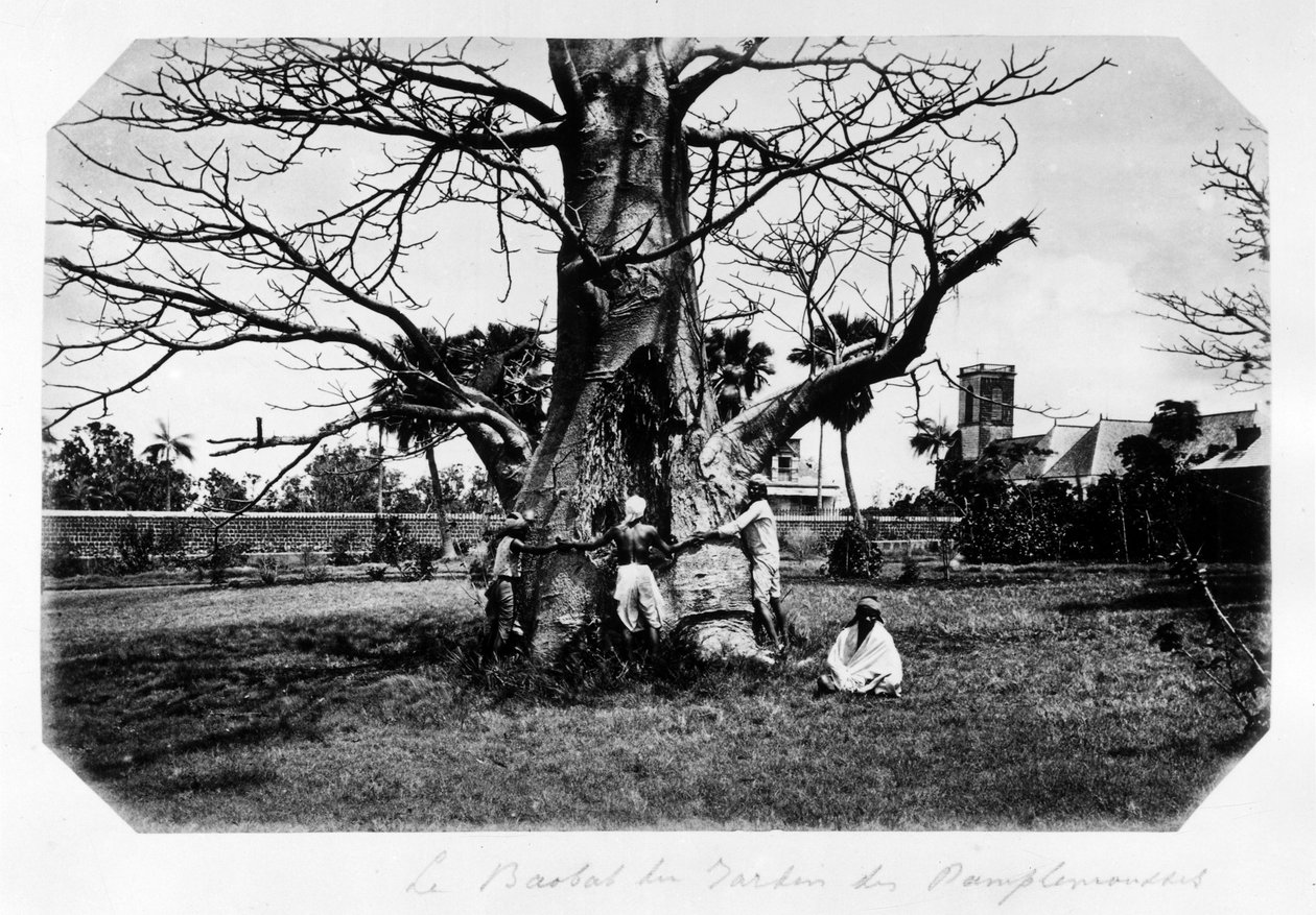 El baobab del jardín de los pomelos, Isla Mauricio - en "Recuerdo de la isla Mauricio" siglo XIX (Henri Bernardin de Saint Pierre (Saint-Pierre o St-Pierre), Paul y Virginia) de Unknown photographer