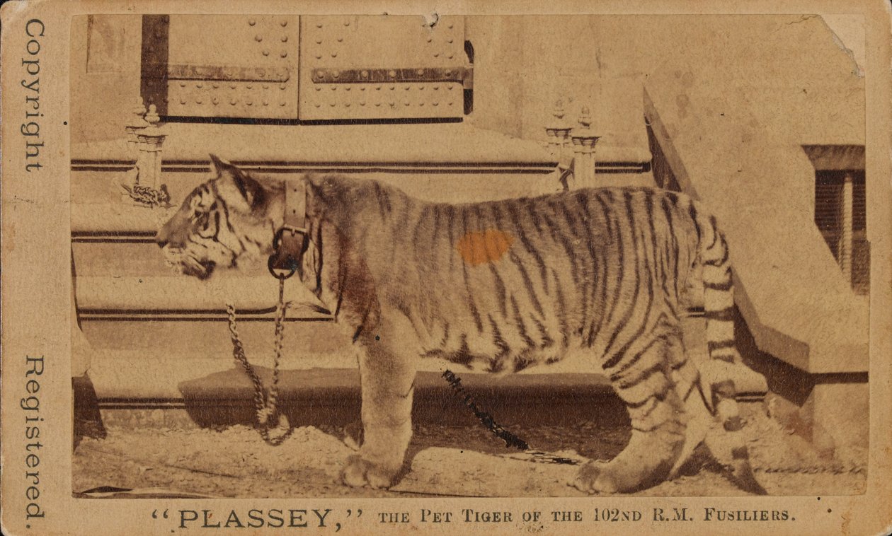 Plassey, el tigre mascota de los Fusileros Reales de Madrás de Unknown photographer