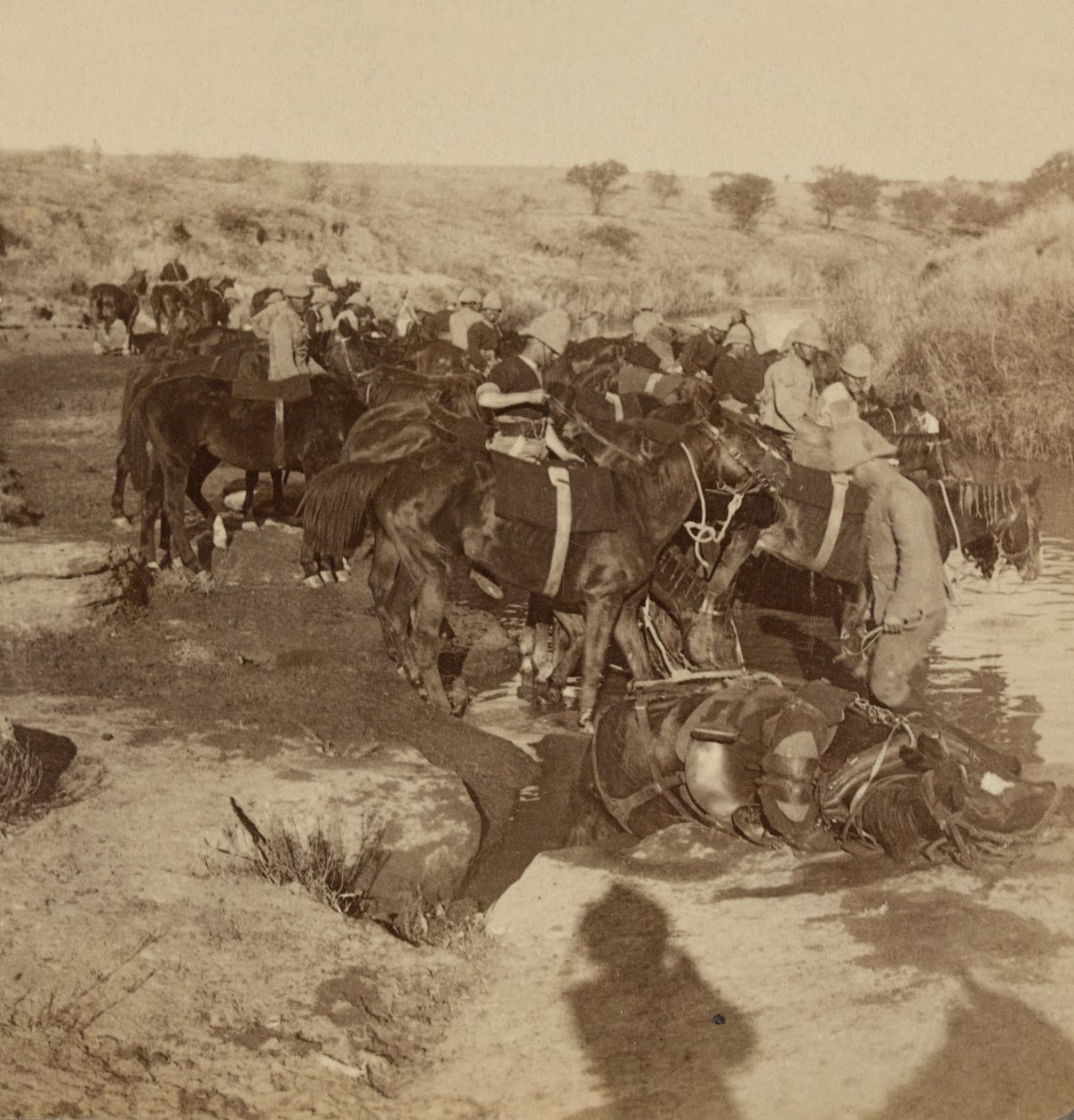 Riego de caballos de artillería, Welgelegen, Sudáfrica de Unknown photographer