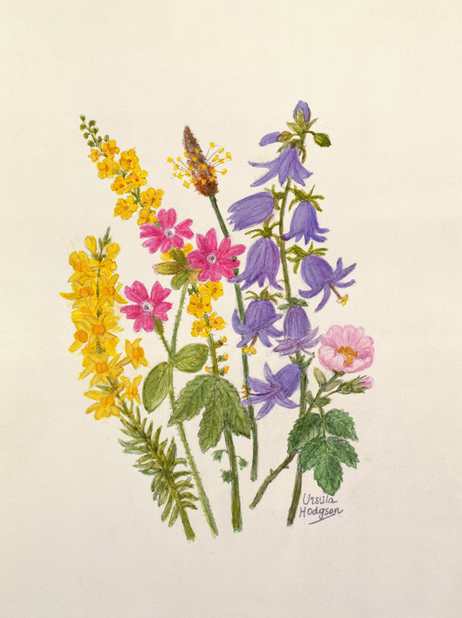 Campanillas, Retama, Hierba de San Roberto y otras flores silvestres de Ursula Hodgson