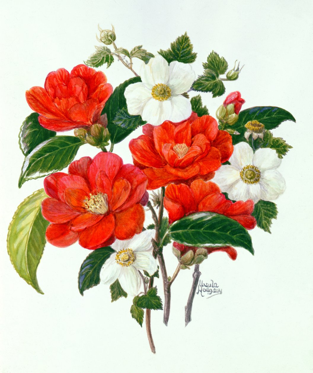 Camellia Adolf Audusson de Ursula Hodgson